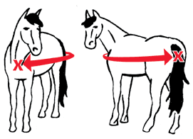 How to Measure Your Horse for a Blanket How to Measure Your Horse for a Blanket. One of the most popular questions our customer service specialists answer is how to