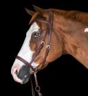 Western Bitless Beta Bridle by Dr.Robert Cook