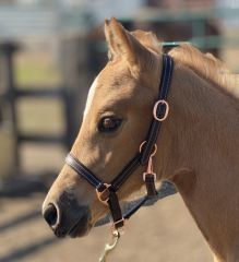 Sage Family Rose Gold Leather Halter for Foals, Shetlands, and Yearlings