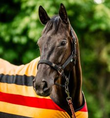 Horseware® Newmarket Halter & Leadrope - Witney Gold